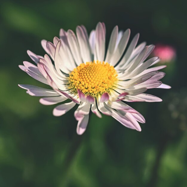 Весенняя цветочная ромашка Макроснимок весенней природы крупным планом
