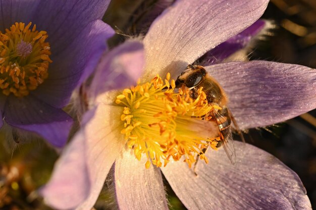 Spring flower with a bee Beautifully blossoming pasque flower and sun with a natural colored background Pulsatilla grandis Springtime season