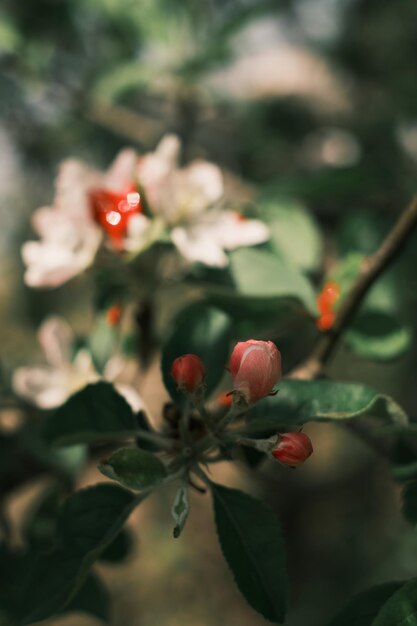 봄 꽃이 만발한 정원 관목, 새싹에 선택적 초점. Chaenomeles speciosa 또는 피는 마르멜로의 산호 분홍색 꽃. 세로 프레임, 흐린 배경