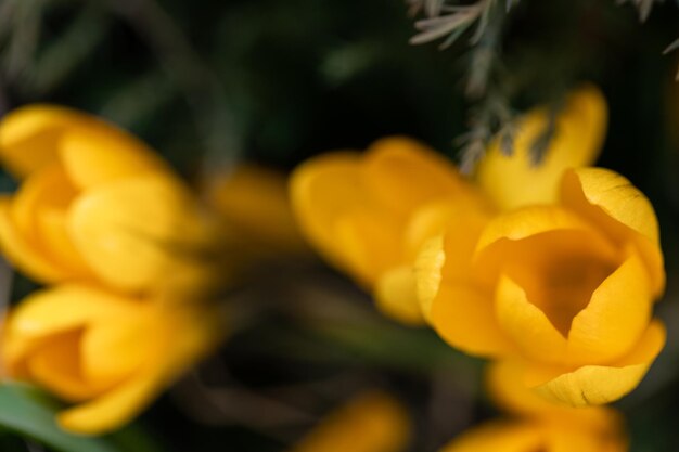 Free photo spring flowers crocuses closeup in the garden