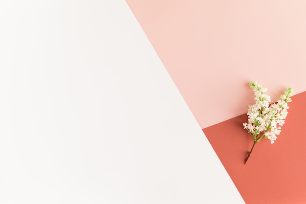 Spring flowers on female pastel desk, white lilac flowers on white pink coral