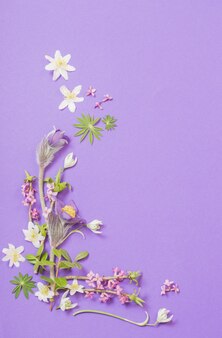 紫のアネモネの花 画像 無料のベクター ストックフォト Psd 紫のアネモネの花 画像 無料のベクター ストックフォト Psd