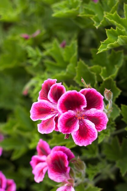 新鮮な緑の葉の背景と春の花