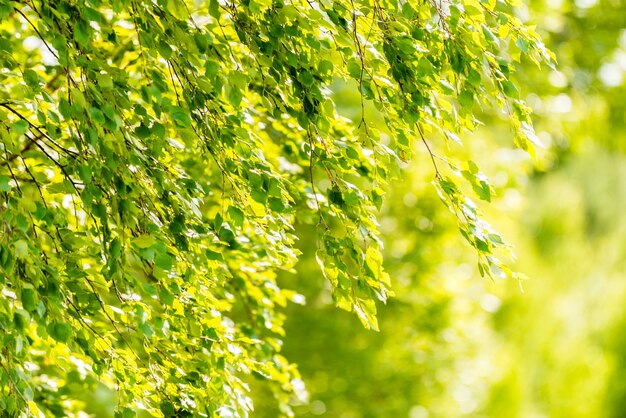 Free photo spring green leaves of birch tree - wallpaper concept