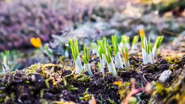 Spring is coming. the first yellow crocuses in my garden on a sunny day