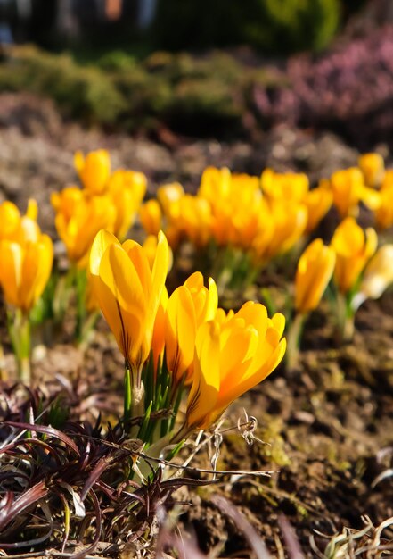 Spring is coming. the first yellow crocuses in my garden on a sunny day