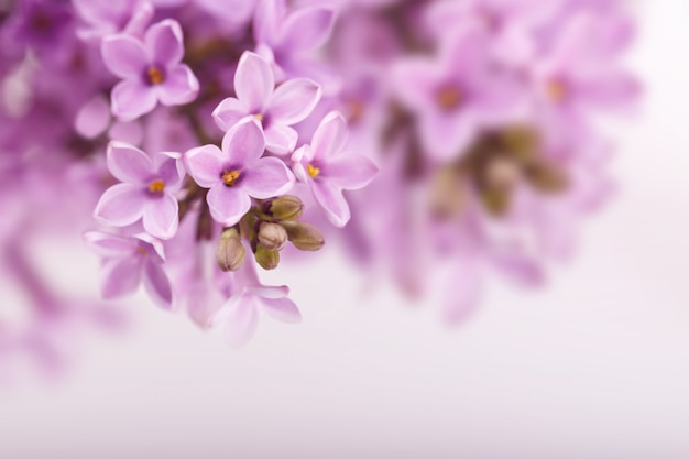 Spring lilac flowers