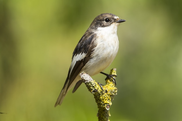 Free photo spring migrant european pied flycatcher