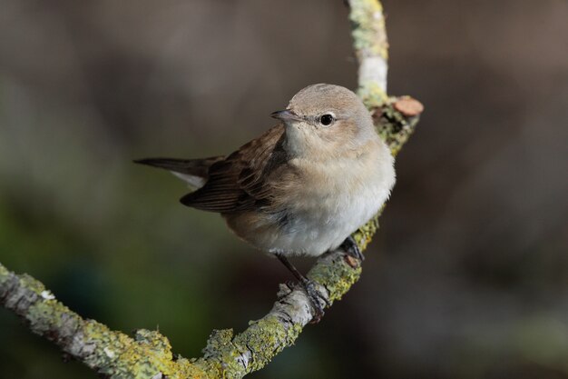 봄철 이주민 Garden warbler Sylvia borin, Malta, 지중해