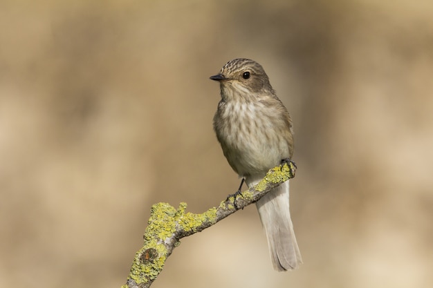 春の渡り鳥発見ヒタキMuscicapa striata