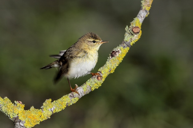 Весенняя перелетная камышевка Phylloscopus trochilus, Мальта, Средиземноморье