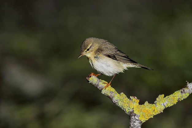 Весенняя перелетная камышевка Phylloscopus trochilus, Мальта, Средиземноморье