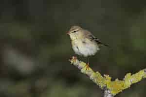 Free photo spring migrant willow warbler phylloscopus trochilus, malta, mediterranean