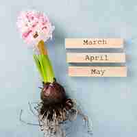 Free photo spring months tags with hyacinth root