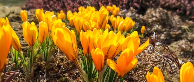 Spring in my garden. blooming yellow crocus flowers on sunny day