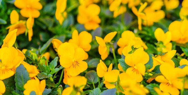 春のパステル装飾花弁の葉