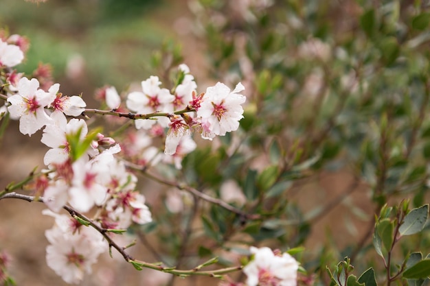 アーモンドの花とぼやけた背景を持つ春のシーン