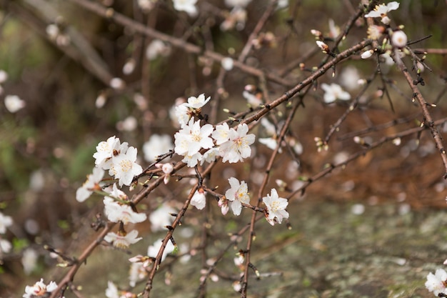 咲く小枝と春のシーン