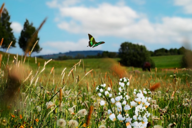 Foto gratuita scena primaverile con fiori e farfalle