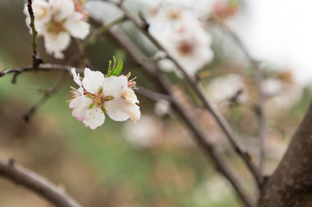Spring scene with pretty almond blossoms