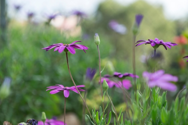 Весна сцена с фиолетовыми цветами