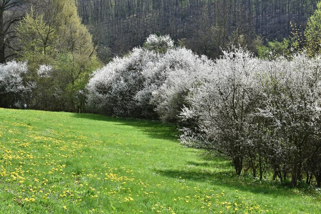 Spring trees in a meadow