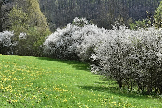 풀밭에서 봄 나무