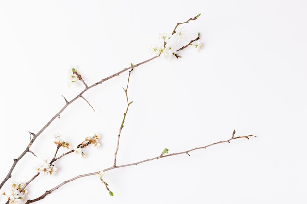 흰색 바탕에 벚꽃 나뭇가지가 있는 봄철 배경, 위쪽 보기, 프레임, 평평한 평지. 봄 개념