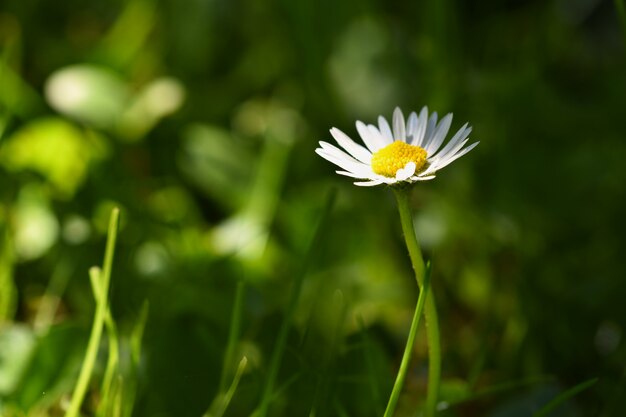 春。春の牧草地で美しい咲くデイジー。抽象的な背景をぼかします。