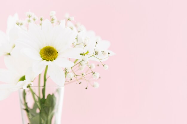 Springtime concept with beautiful daisies