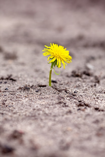 sprout makes  way through sand