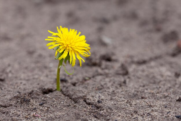 sprout makes the way through sand