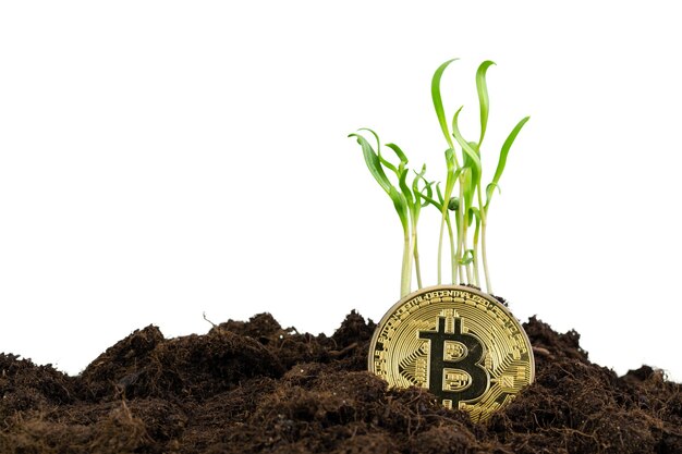 bitcoins wiki plants