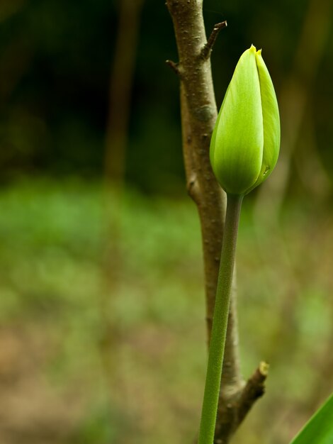 Sprout of a plant growing on a branch