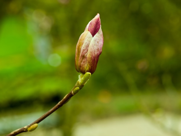 Sprout of a plant growing on a branch