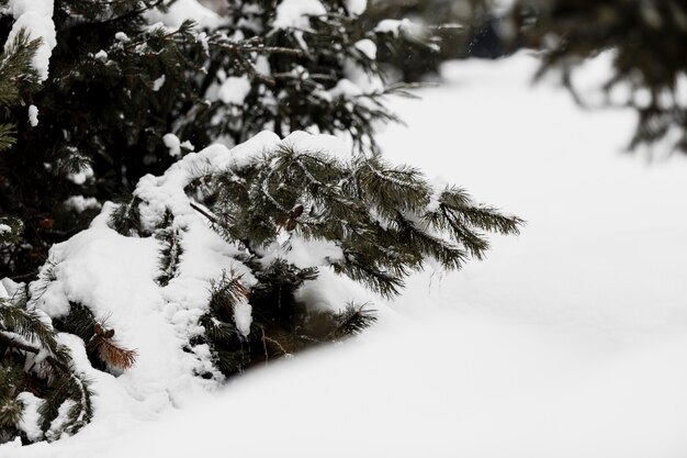 雪で覆われたスプルースの枝