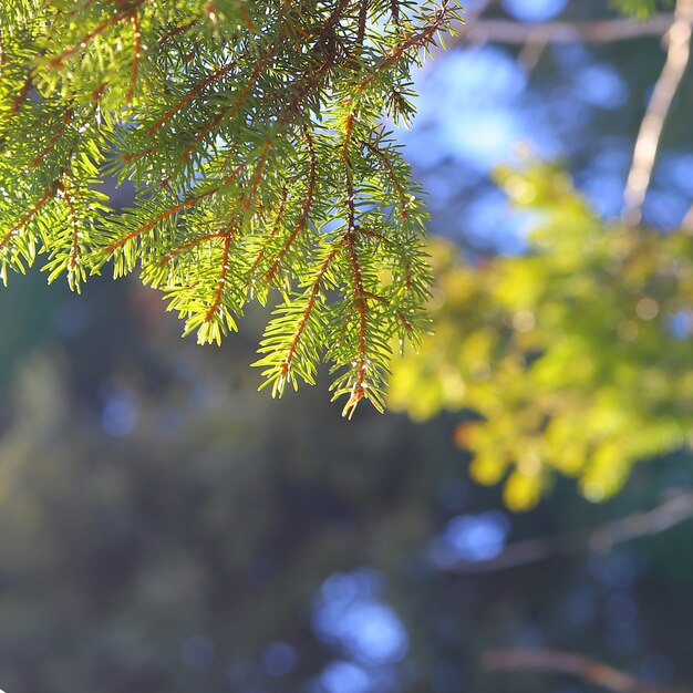 Spruce branches on forest background.