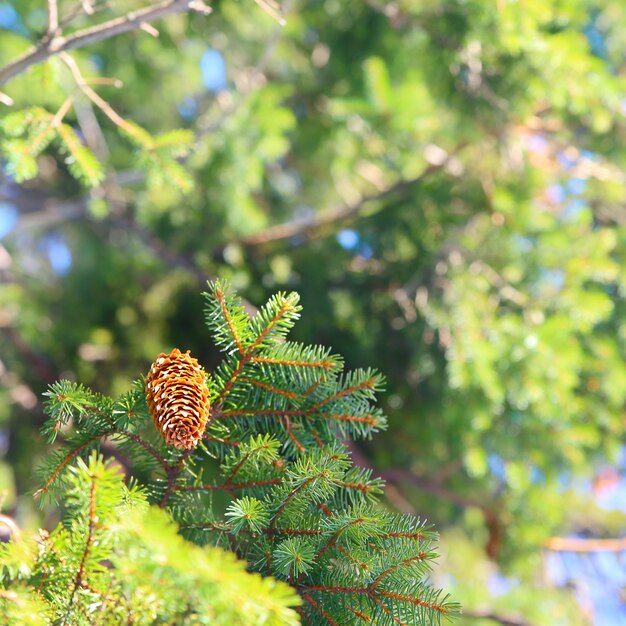 Spruce branches on forest background.