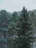 Free photo spruce-fir forest during the snowflake on a foggy day