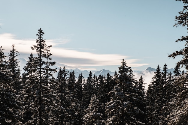 Еловый лес зимой засыпан снегом