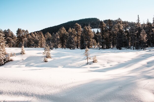 雪に覆われた冬のトウヒの森