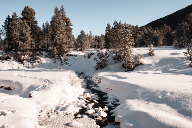 Spruce forest during winter covered with snow