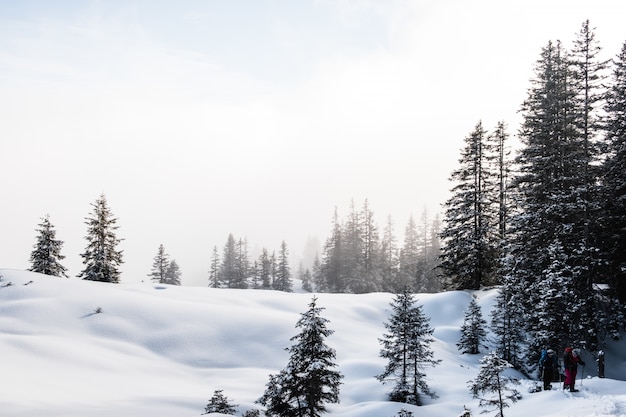 겨울 동안 가문비 나무 숲이 눈으로 덮여