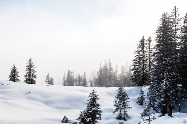 Еловый лес зимой покрыт снегом