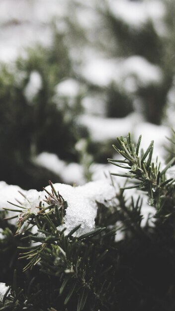 Spruce tree branches covered in snow in winter