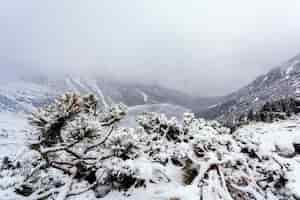 Foto gratuita albero di abete rosso su una collina di montagna ricoperta di neve