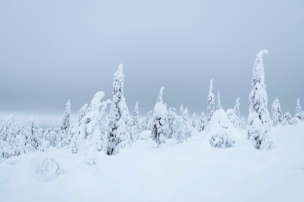 フィンランド、リーシトゥントゥリ国立公園の雪に覆われたトウヒ