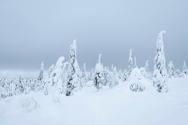 Spruce trees covered by snow in Riisitunturi National Park, Finland