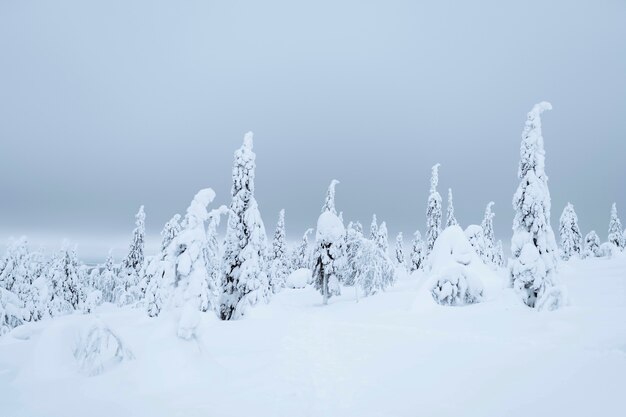 フィンランド、リーシトゥントゥリ国立公園の雪に覆われたトウヒ