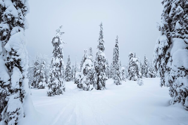 핀란드 Riisitunturi 국립 공원에서 눈으로 덮여 가문비 나무
